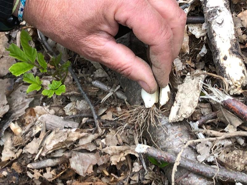 wolfpack wild foraging 20190511_35
Keywords: botanica foraging bushcraft survival piante spontanee medicinali coltello wp-4