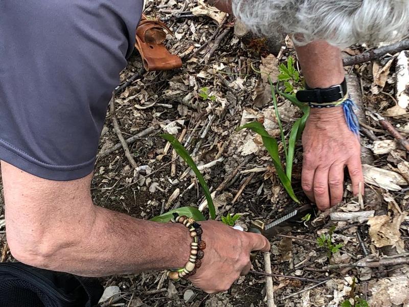 wolfpack wild foraging 20190511_36
Keywords: botanica foraging bushcraft survival piante spontanee medicinali coltello wp-4