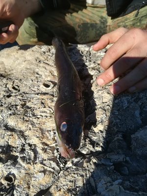 coastal survival_croatia70_20191030
