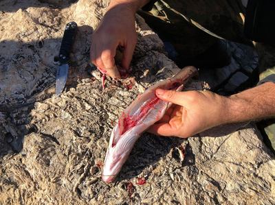coastal survival_croatia85_20191030
