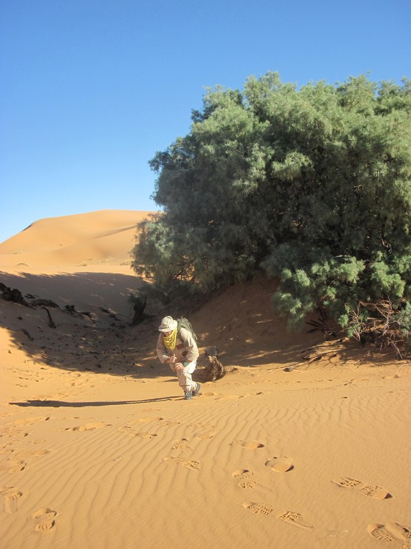 20121117_24_Marocco 645
Keywords: sahara africa survival desert marocco wolfpac camp sopravvivenza deserto del sahara