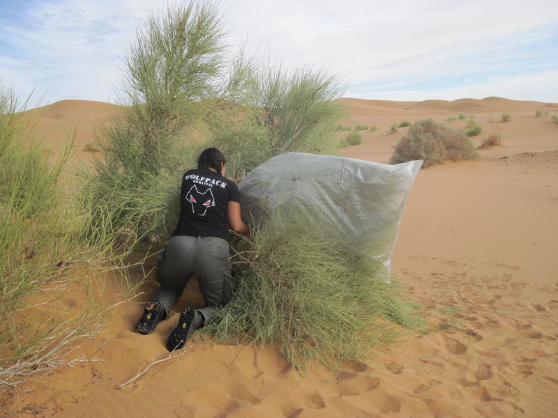 20121117_24_Marocco 813
Keywords: sahara africa survival desert marocco wolfpac camp sopravvivenza deserto del sahara