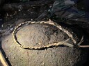 IMG_4888_survival_foraging_wolfpack.jpg